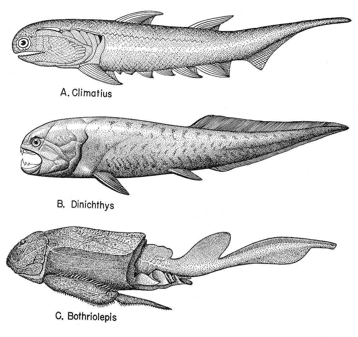 Какими были первые рыбы. Панцирные рыбы плакодермы. Плакодермы Девон. Древняя рыба динихтис. Панцирная рыба ДУНКЛЕОСТЕЙ.