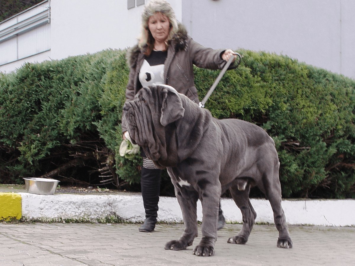 Маститоинеаполитано и человек