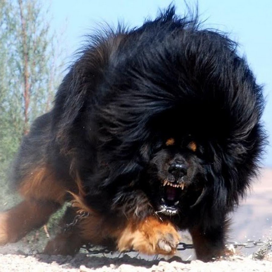 Тибетский мастиф свирепый