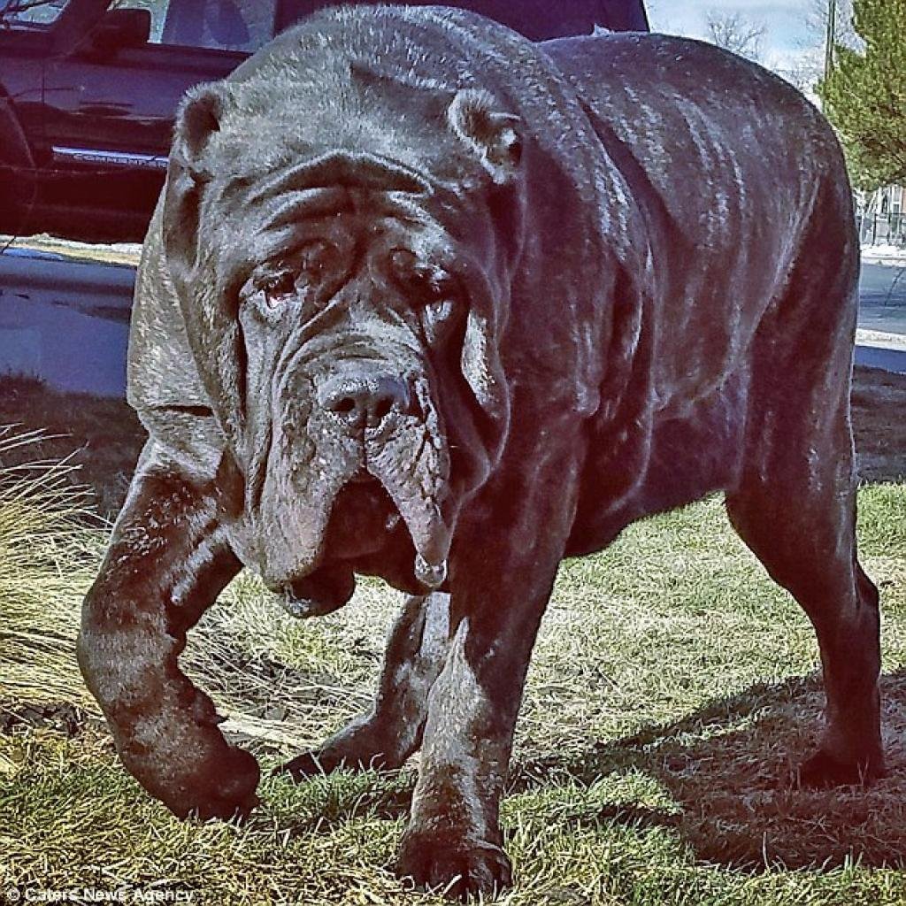 Молосский мастиф