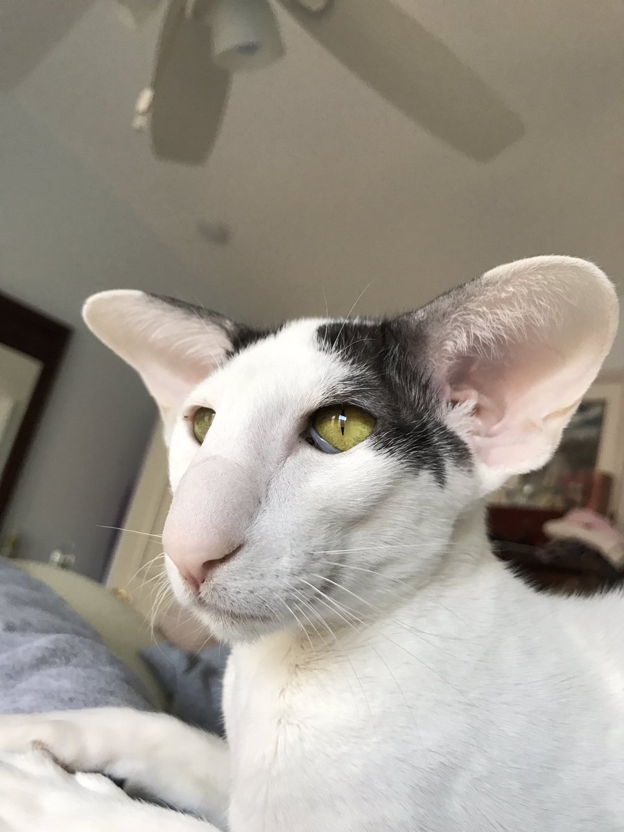 Котенок Добби