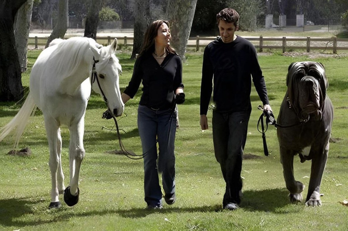 Неаполитанский мастиф ге