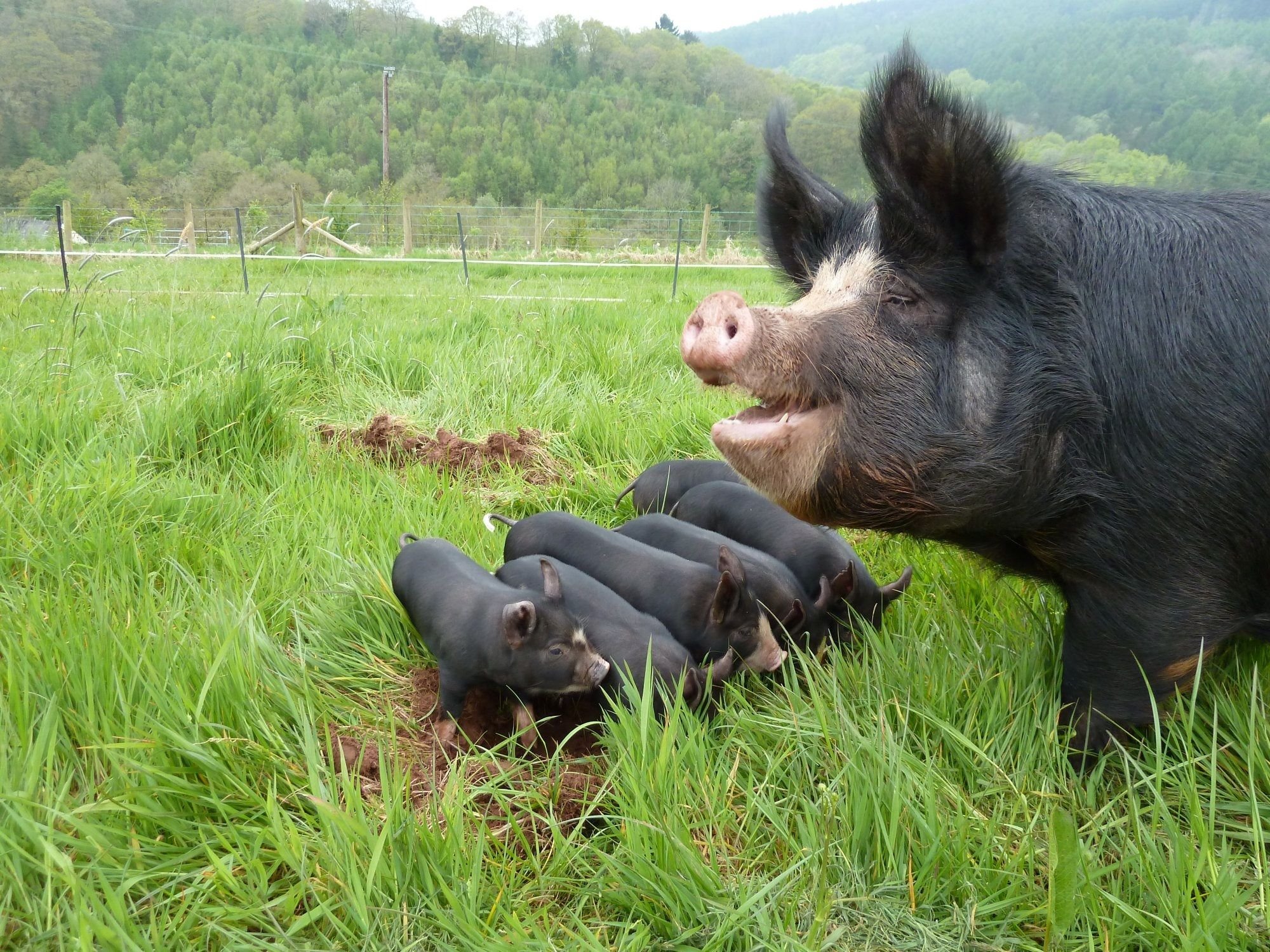 Какие виды свиней. Кемеровская порода свиней. Беркширская свинья. Беркширская порода поросят. Биоширская порода свиней.