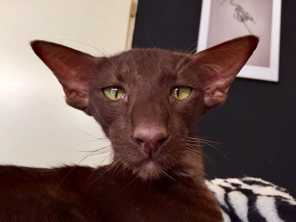 Кот грузин Ориентальная кошка