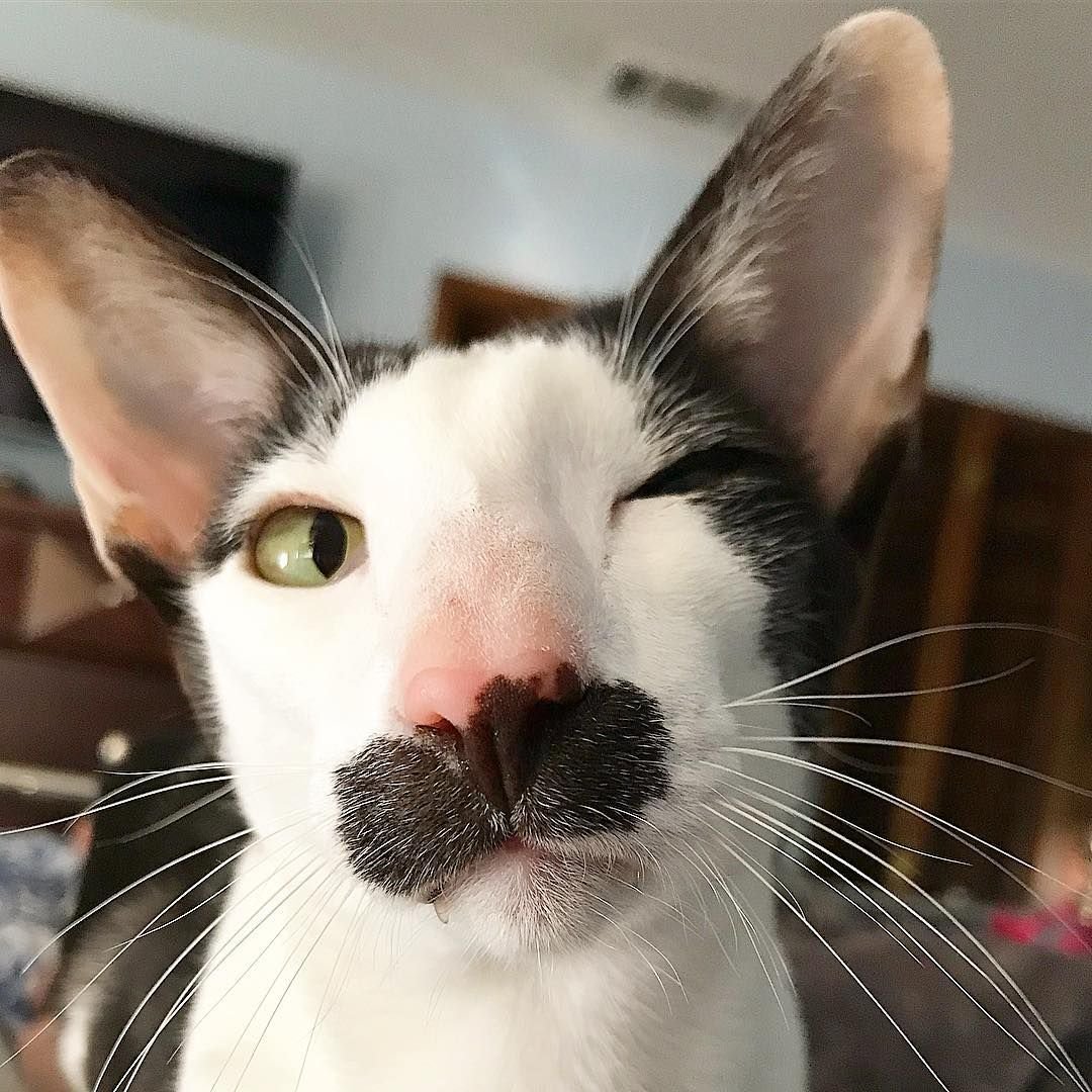 Ориентальная кошка Гитлер