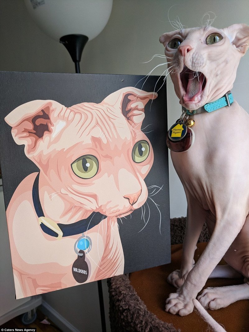 Кошки в дар Новосибирск кошка Добби