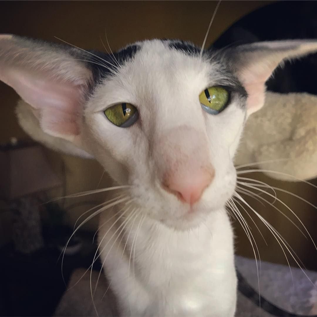 Ориентальная кошка Гавана