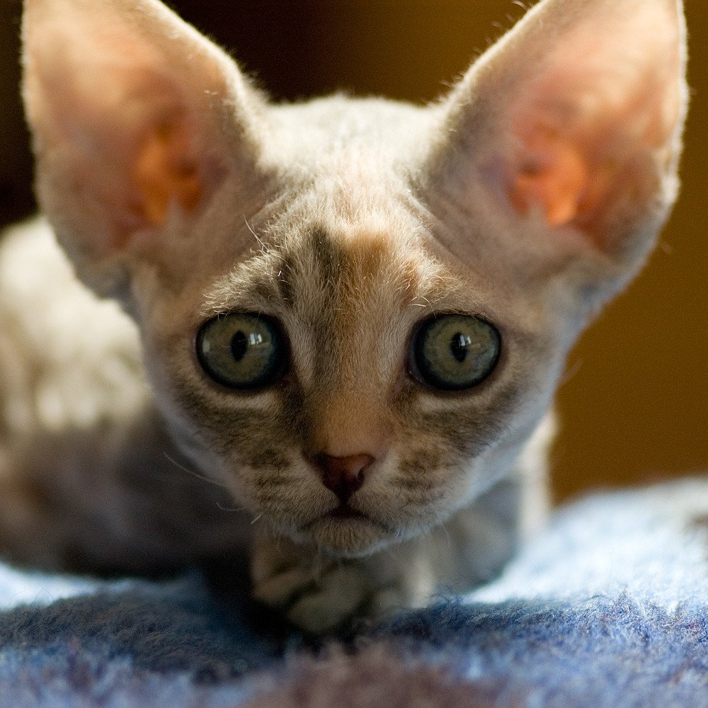 Кот Ориентал Добби