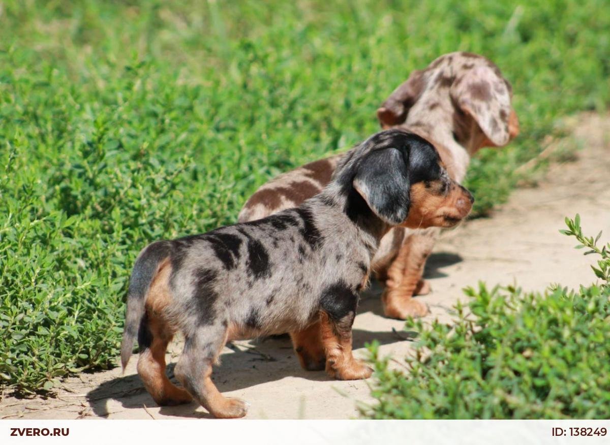 Кроличья такса мраморная