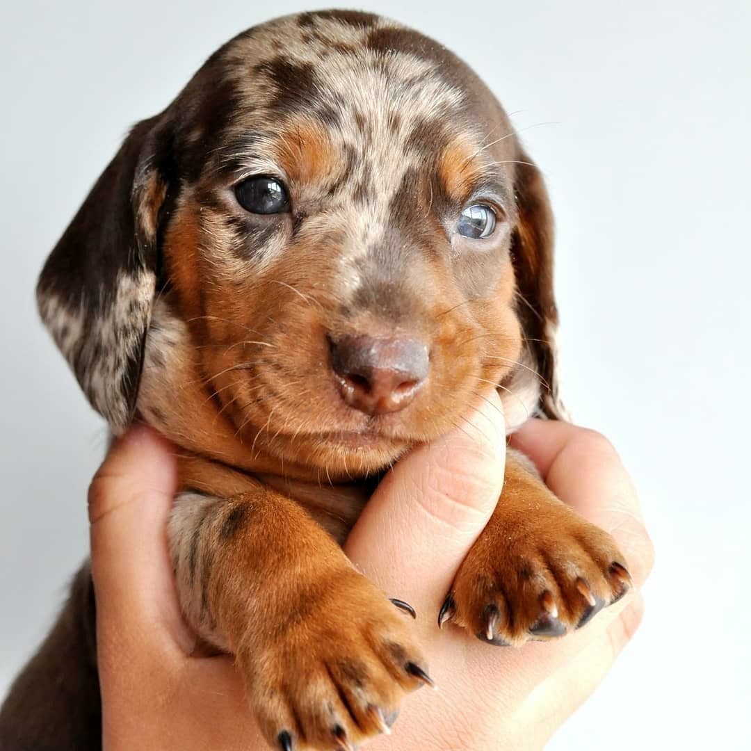 Карликовая такса пушистая