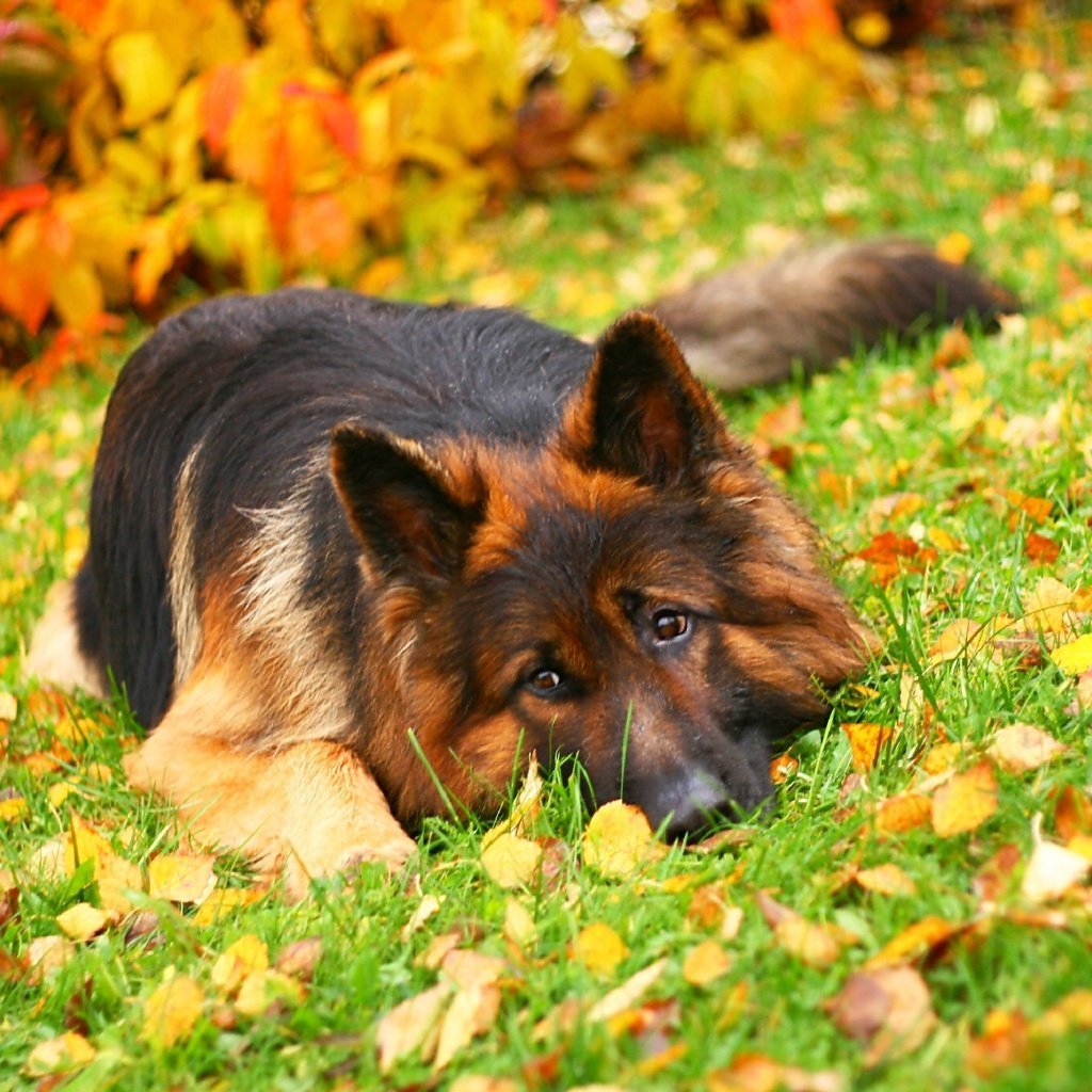 Метис чау-чау и овчарки