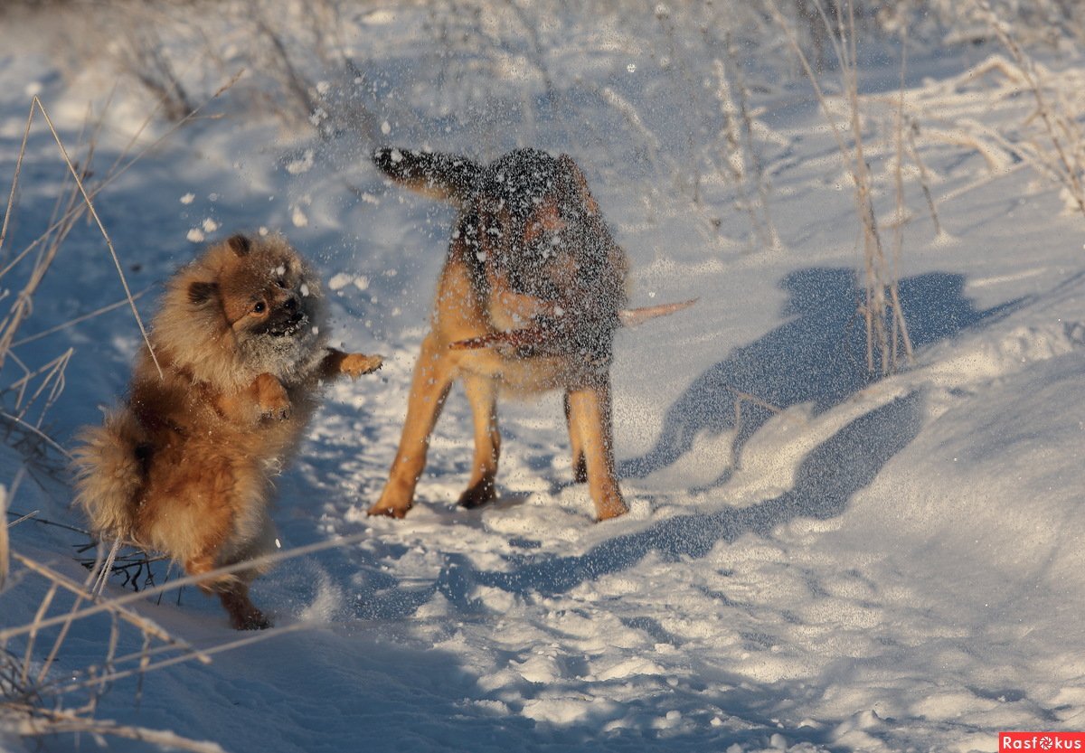 Милые щеночки немецкой овчарки