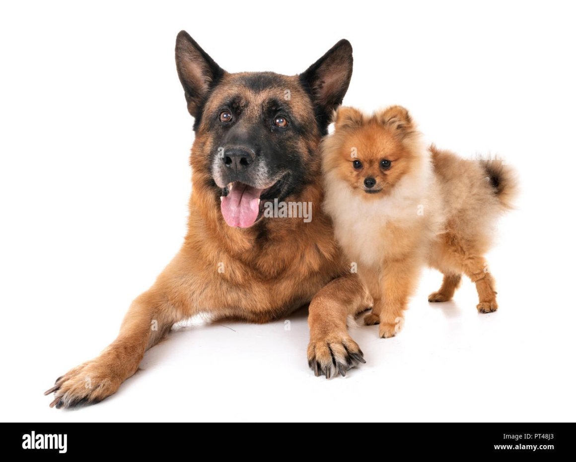 Померанский шпиц и овчарка