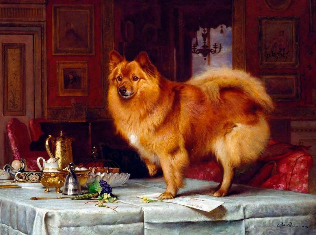 Померанский шпиц и Рождество