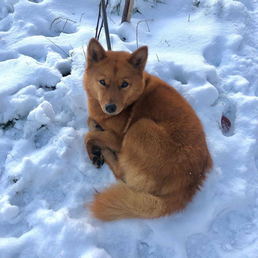 Карело-финская лайка