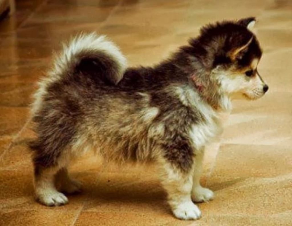 Стикеры животных в мультяшном стиле