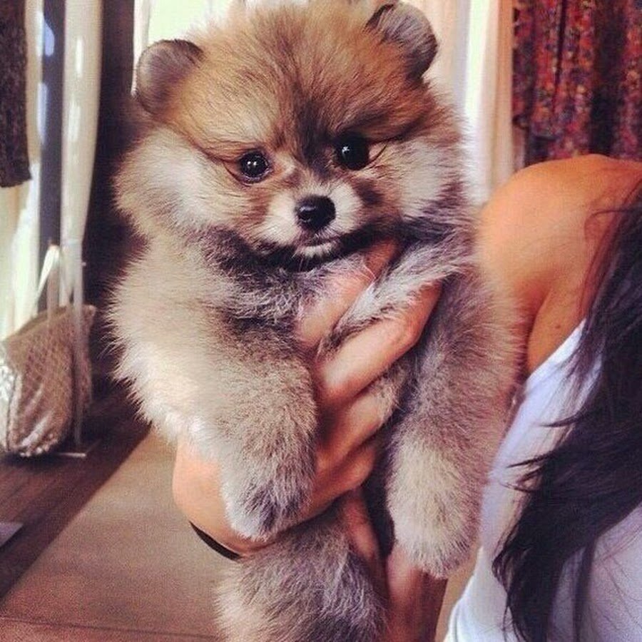 Немецкая овчарка ожидание реальность