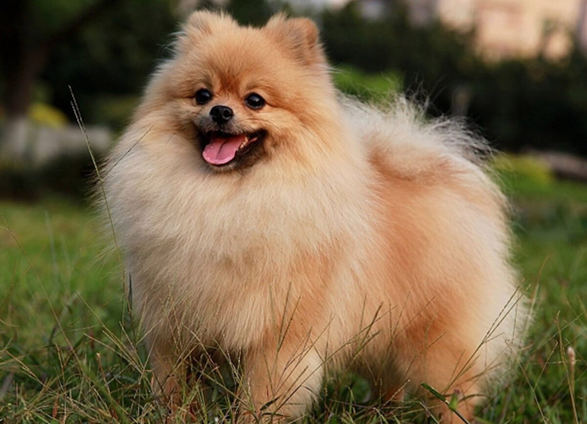 Метис немецкой овчарки и аусси