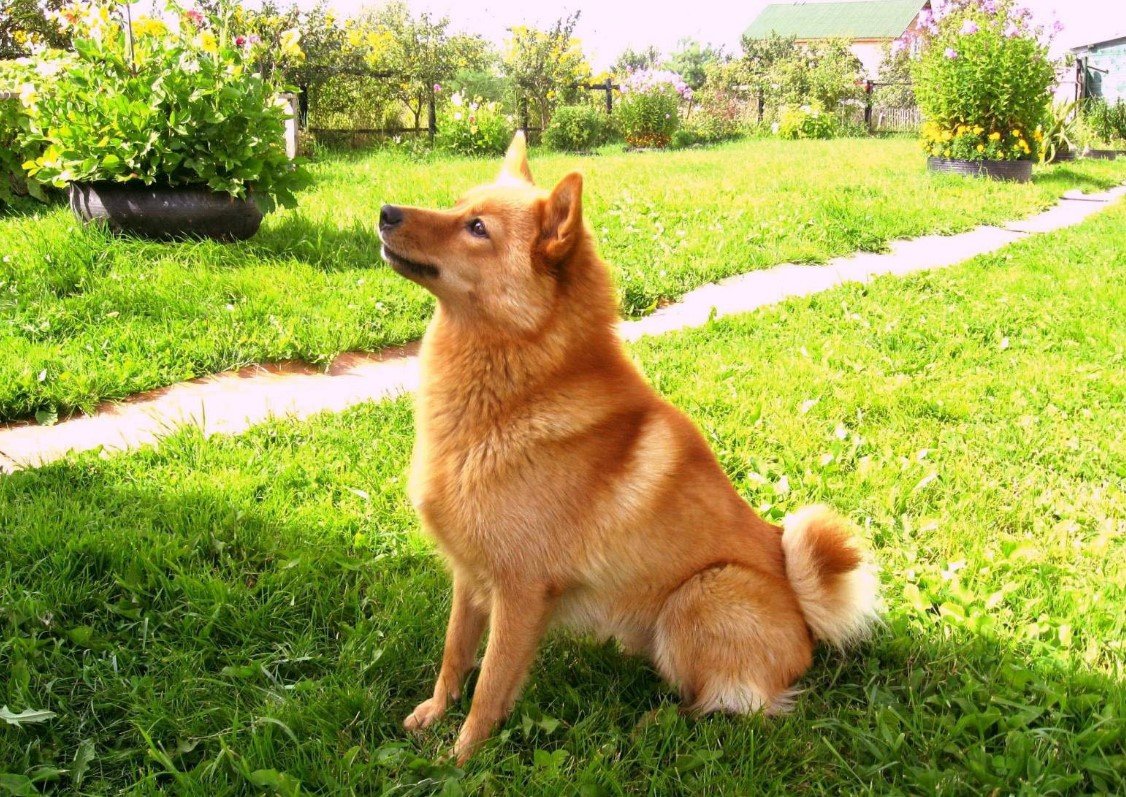 Карело-финская лайка белая