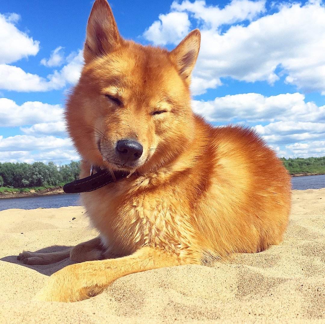 Карело-финская лайка