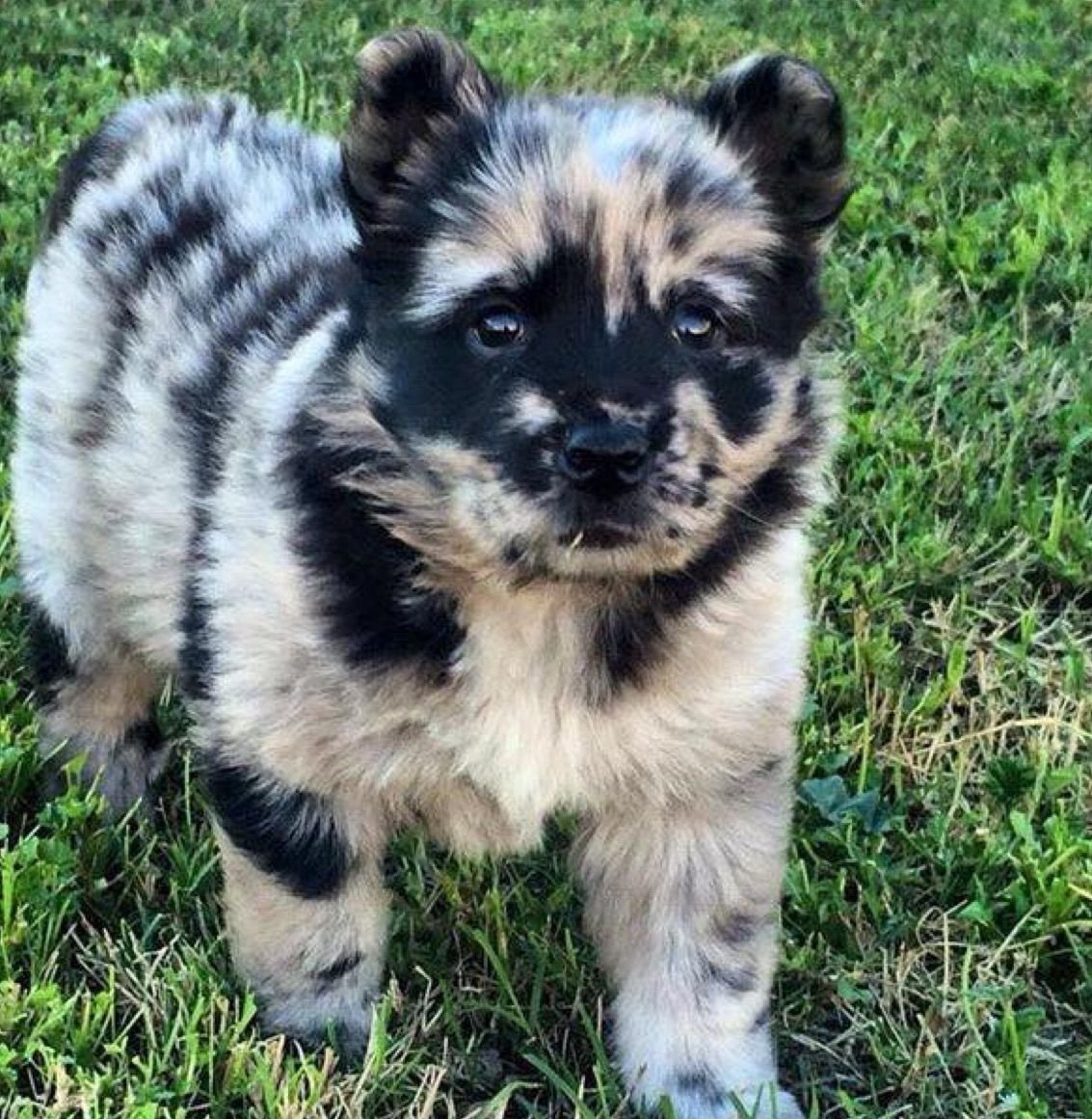 Миттельшпиц метис