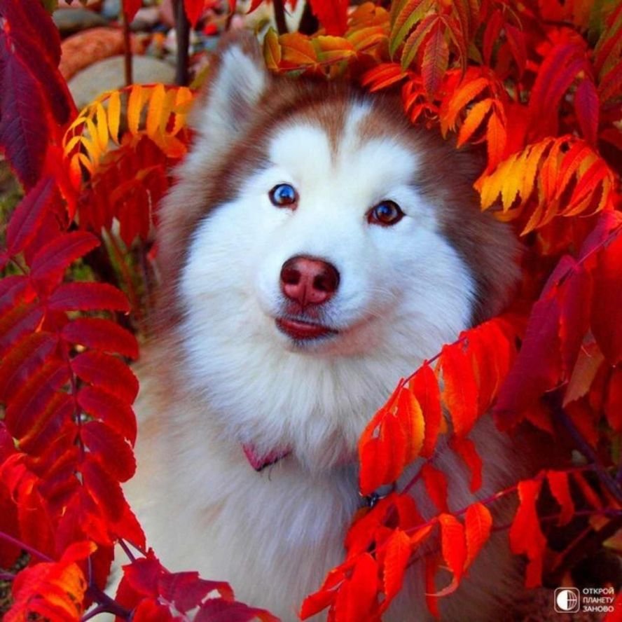 Карело-финская лайка