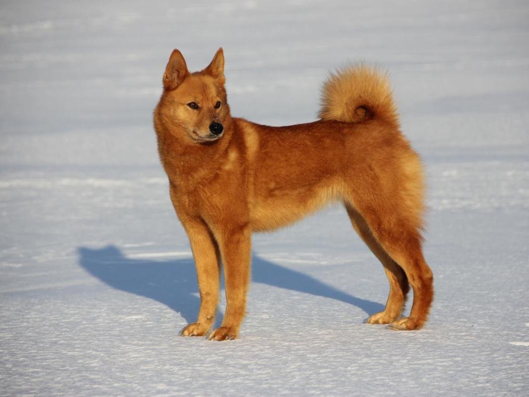 Финско карельская лайка