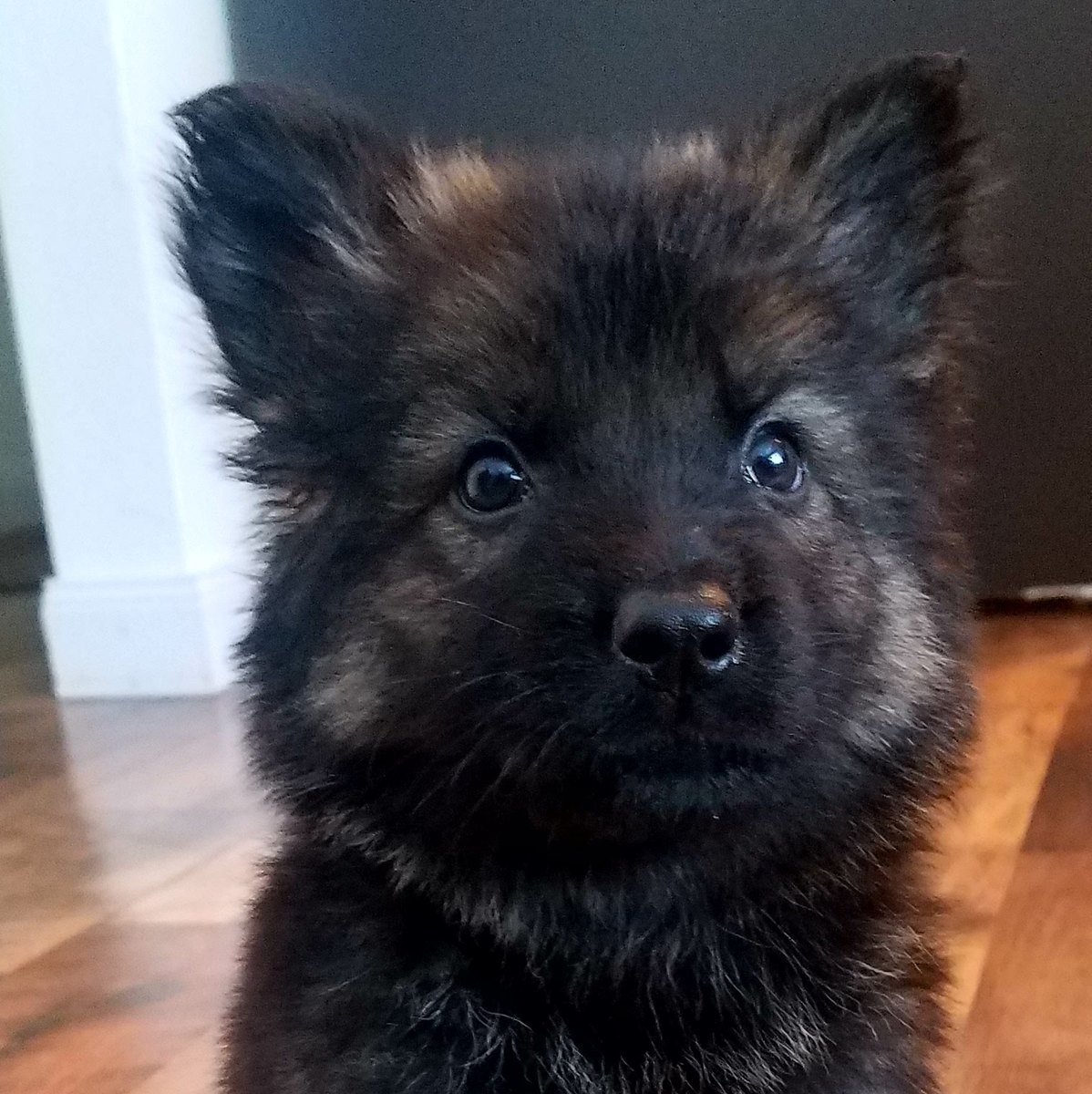 Немецкая овчарка Макс