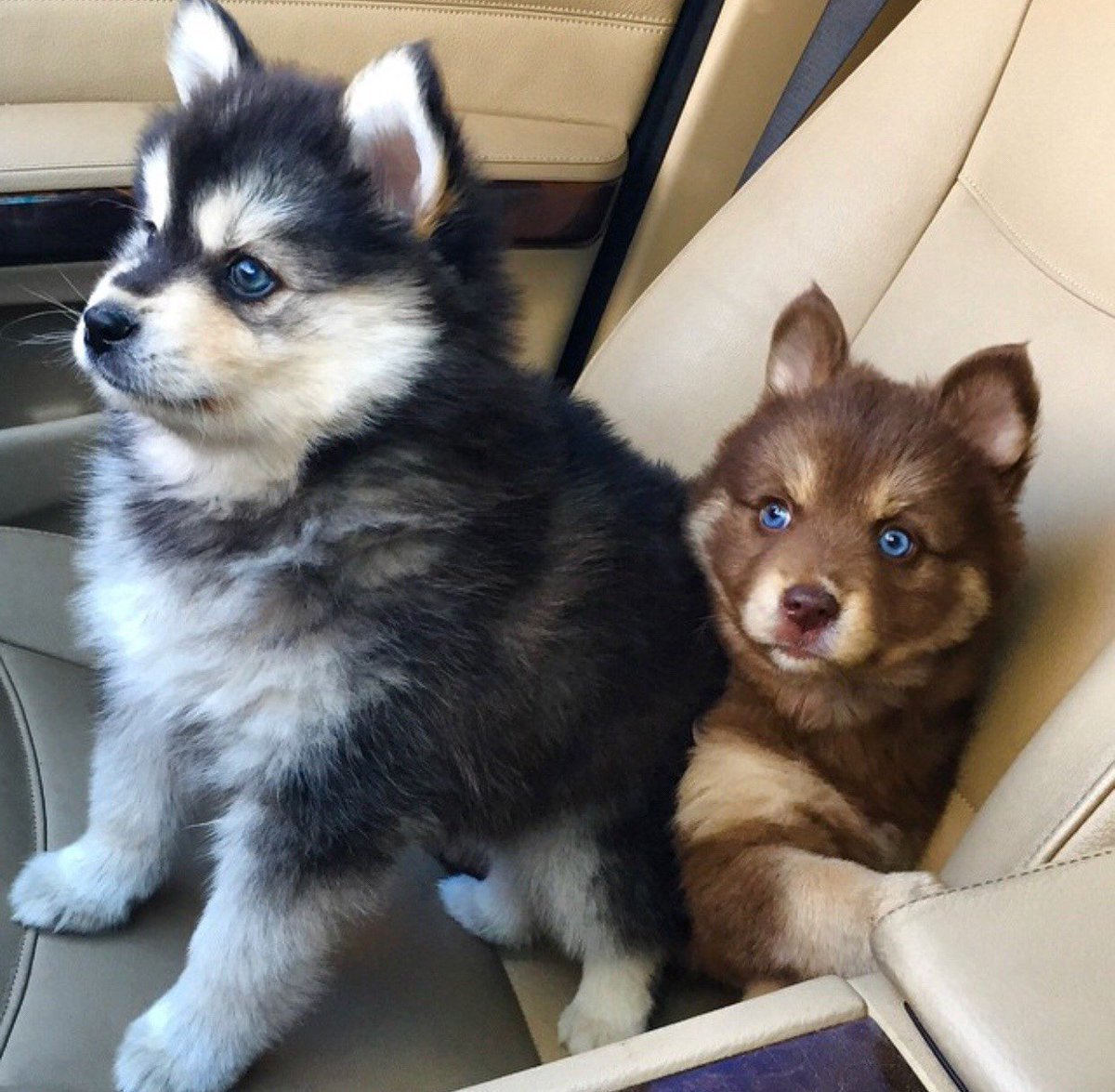 Мини немецкая овчарка