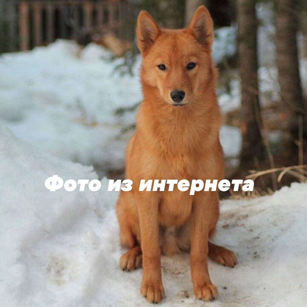 Карело-финская лайка рыжая