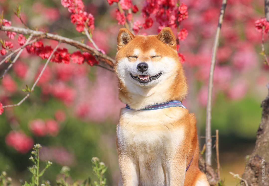 Карело-финская лайка