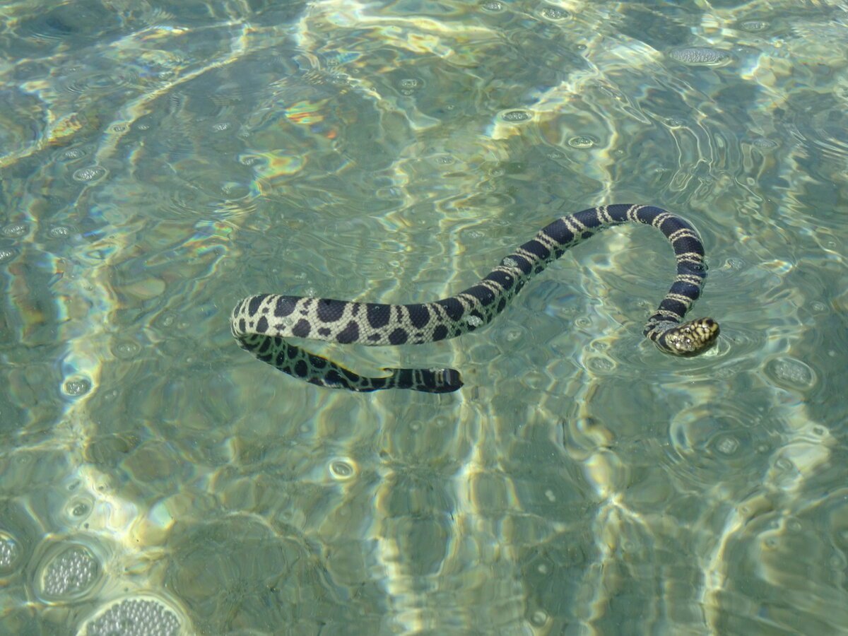 Морская змея Белчера Тайланд