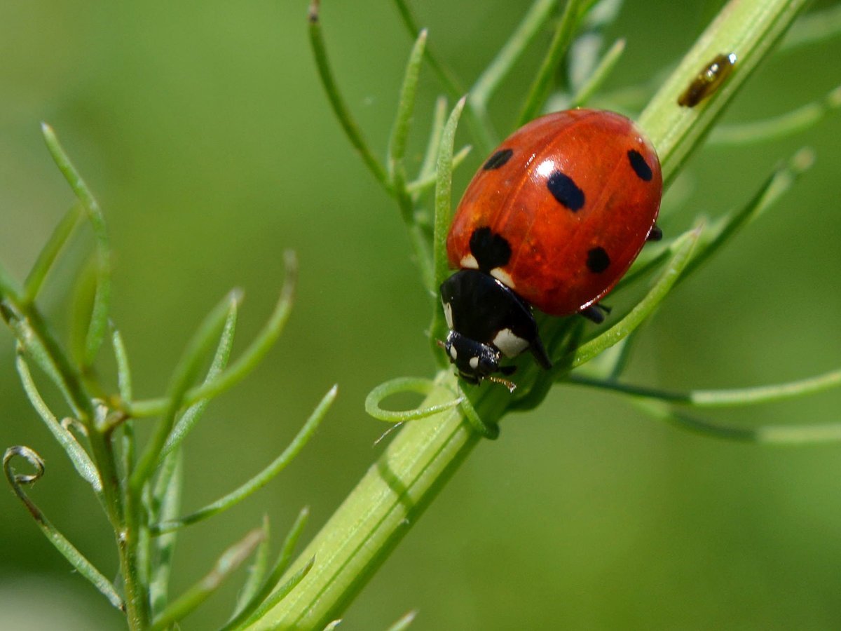 Насекомые средней полосы России