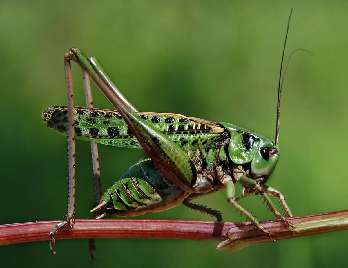 Кобылка кузнечик и Саранча