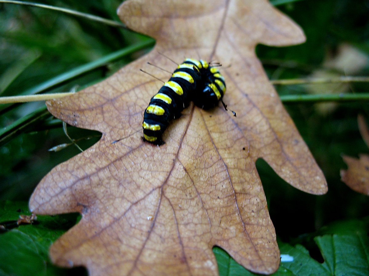 Гусеница широколиственных лесов