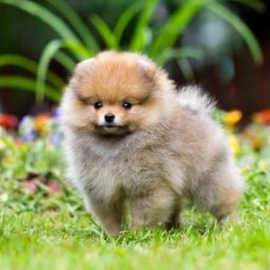 Померанский шпиц белый милый