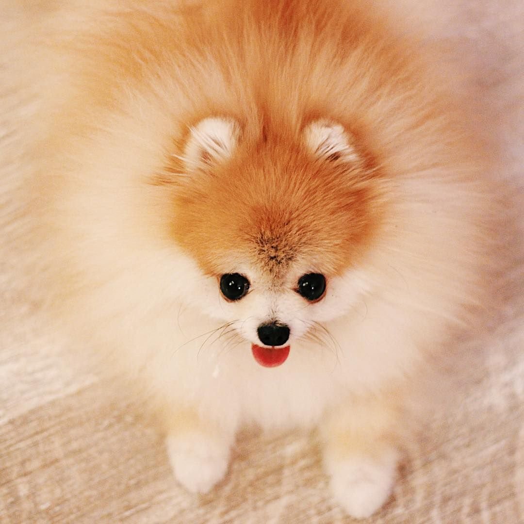 Померанский шпиц Teacup.