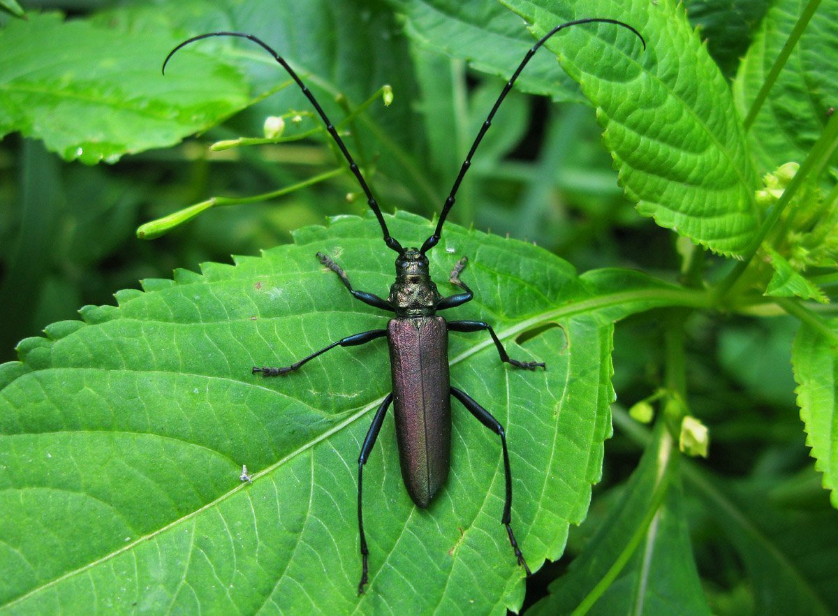 Жук усач Кожевник