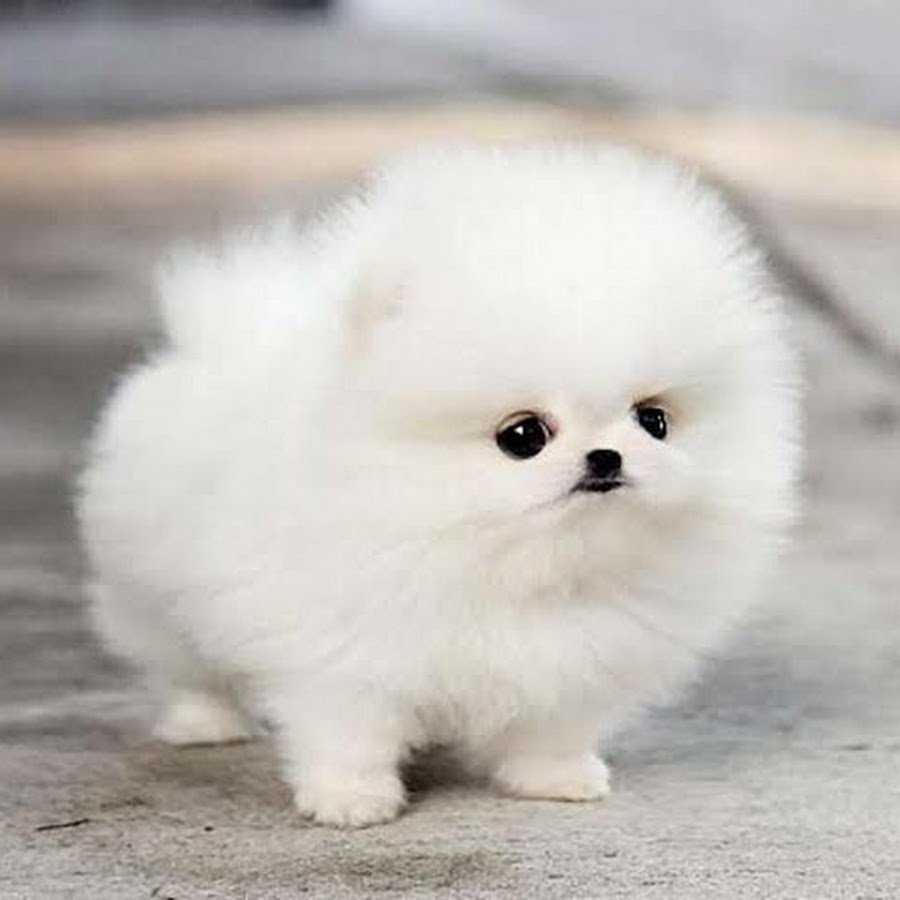 Померанский шпиц Teacup.