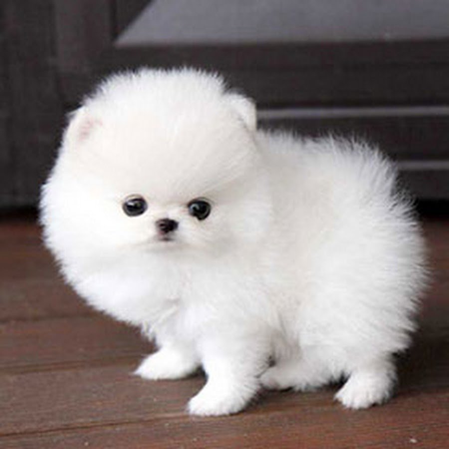 Померанский шпиц Teacup белый