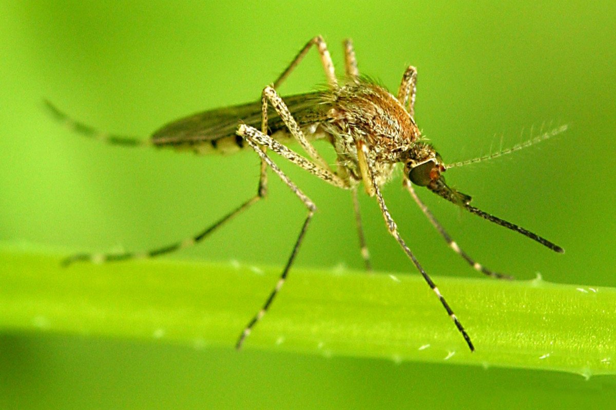 Самка комара