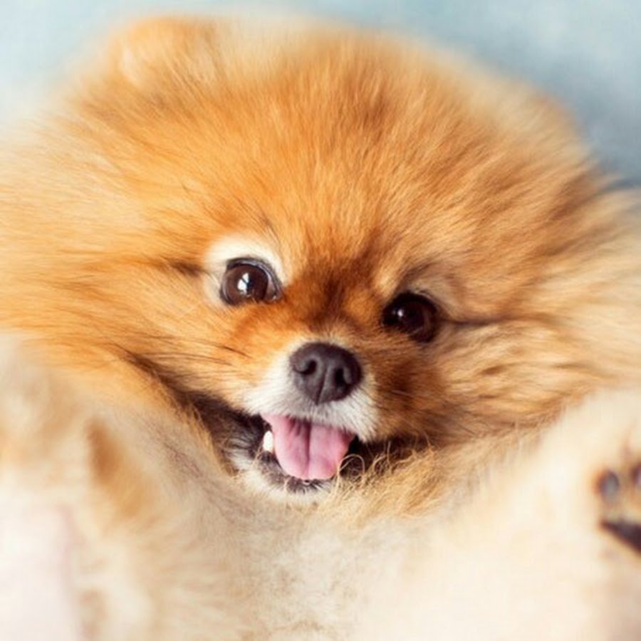 Померанский шпиц