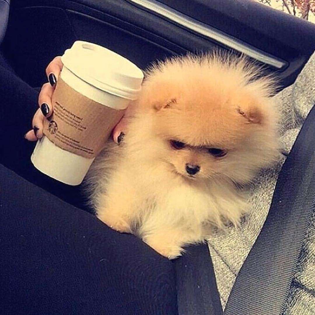 Шпиц померанский карликовый