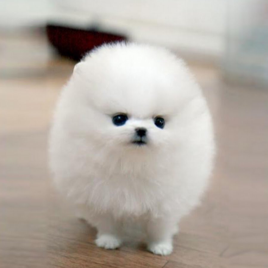 Померанский шпиц Boo