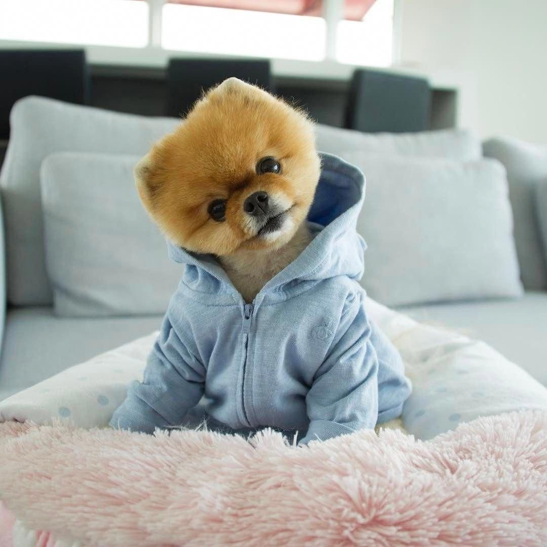 Teacup Pomeranian порода собак