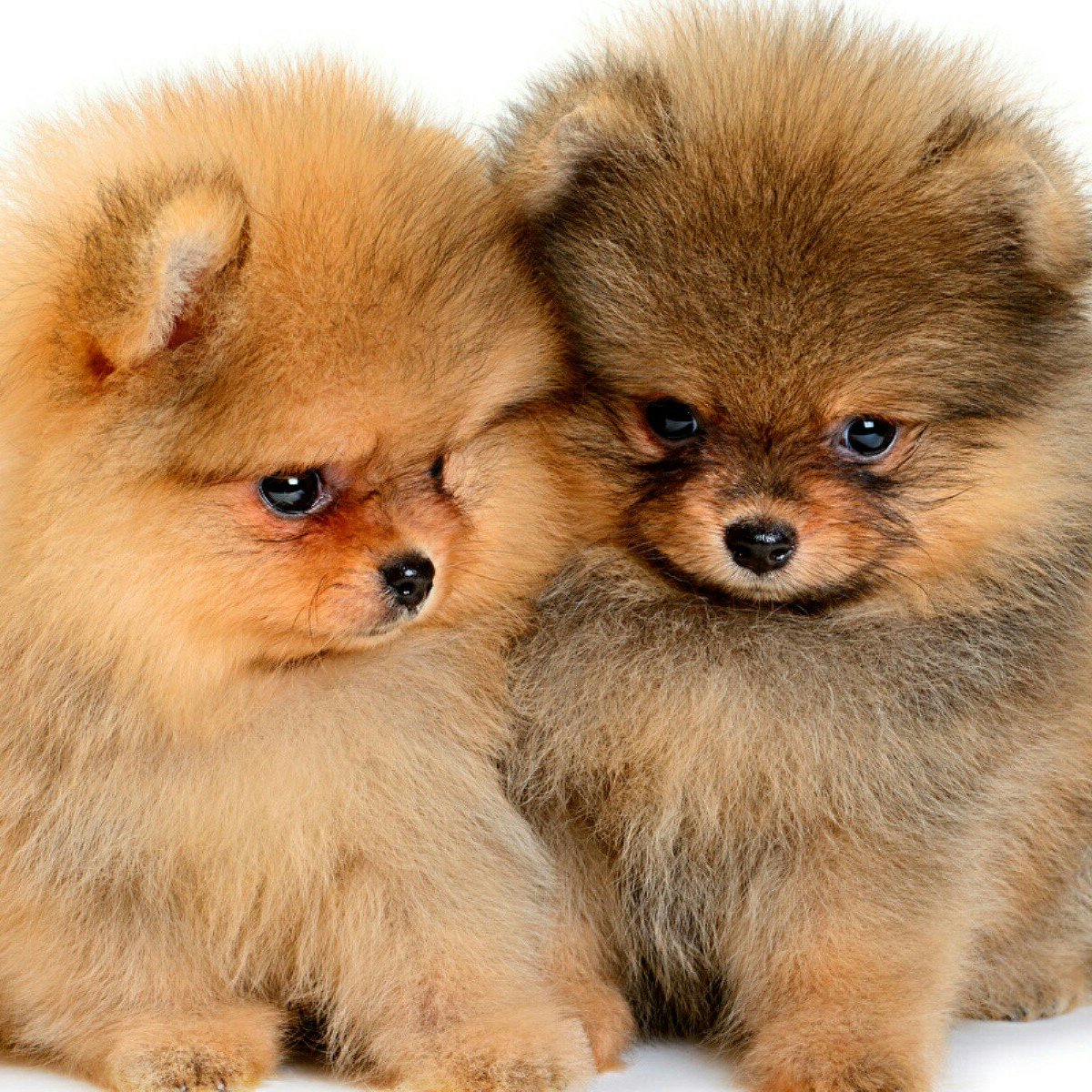 Померанский шпиц