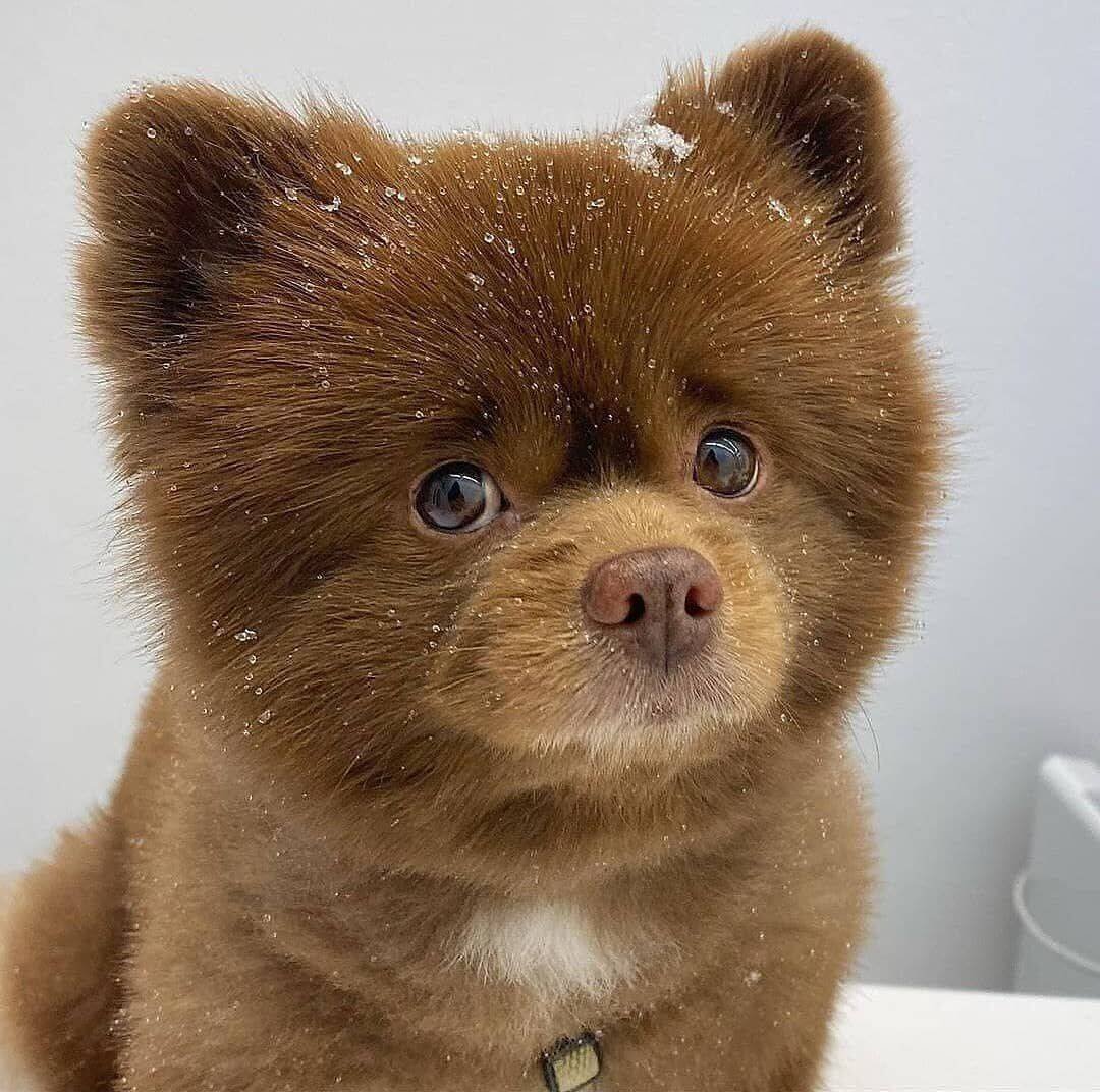 Померанский шпиц Арчи