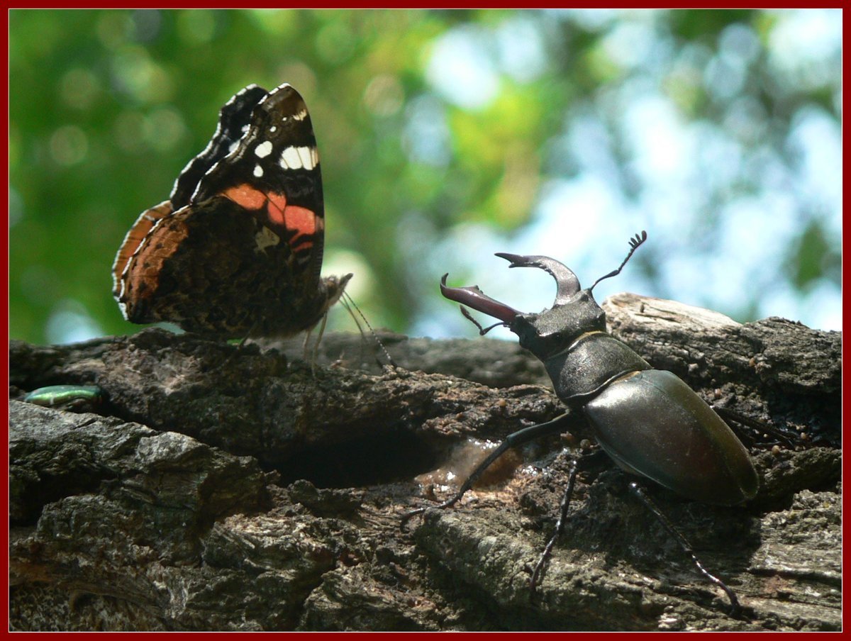 Жучок блошачок