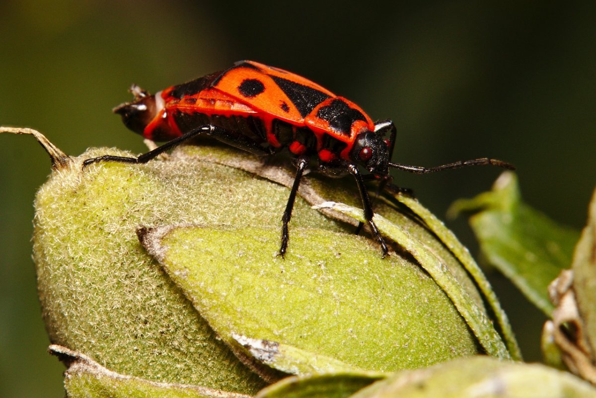 Жук клоп солдатик коричневый