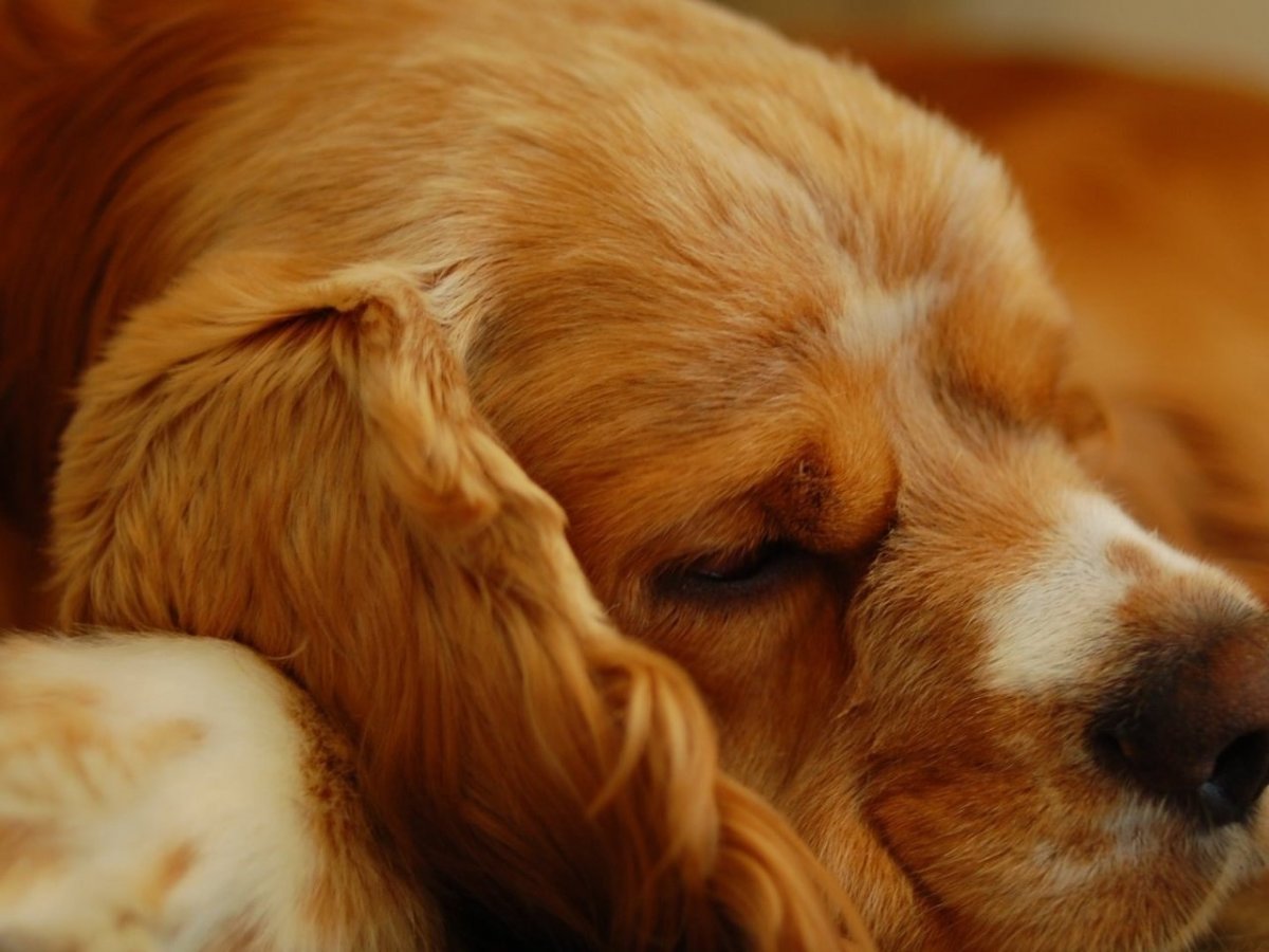 Английский кокер-спаниель